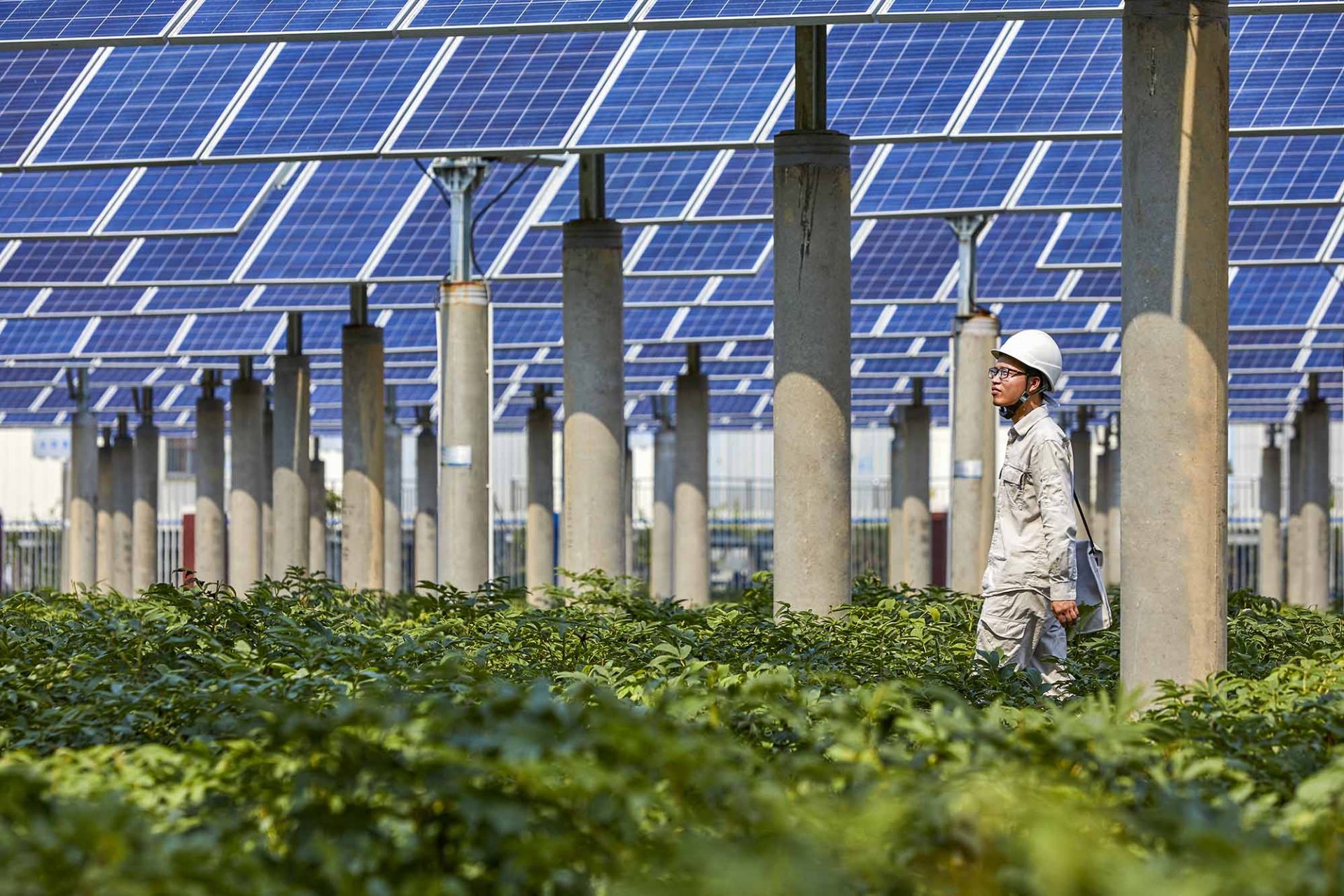 Young Asian Engineer Inspecting Solar Photovoltaic District