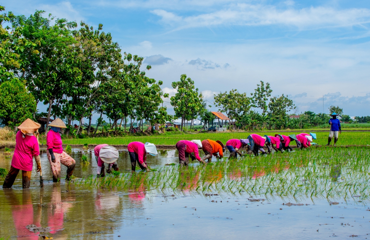 Women in rice fields