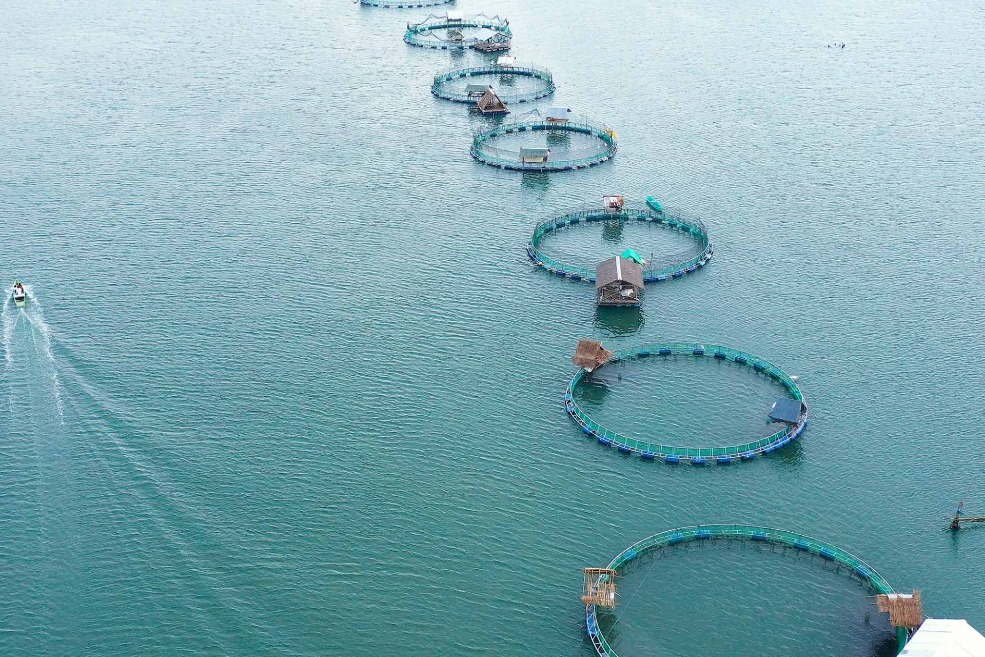 Fishing Industry. Fish Farming On An Industrial Scale.